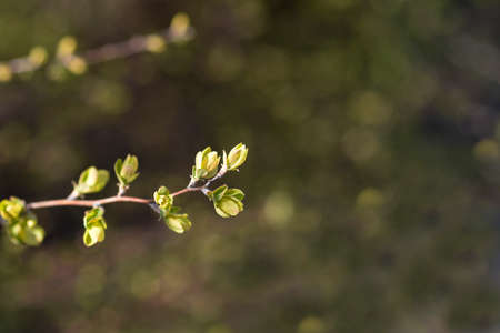 Van Houttes spiraea branch - Latin name - Spiraea x vanhouttei