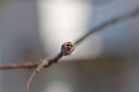 Norway maple Crimson King branch with bud - Latin name - Acer platanoides Crimson King