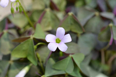 Purple shamrock Mijke pink flower - Latin name - Oxalis triangularis Mijkeの写真素材