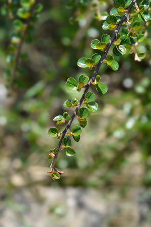 Rock cotoneaster branch - Latin name - Cotoneaster horizontalis