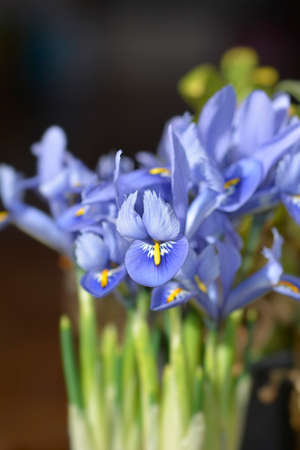 Iris Alida flowers - Latin name - Iris reticulata Alidaの写真素材