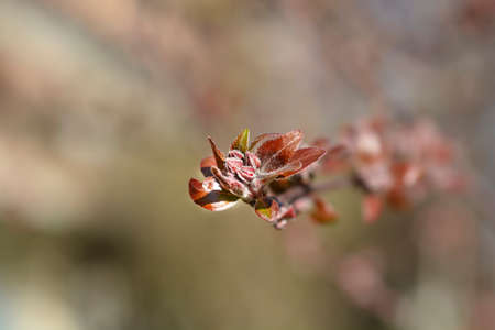 Purple crab apple tree flower bud - Latin name - Malus x purpurea