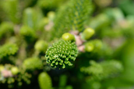Korean Fir - Latin name - Abies koreanaの写真素材