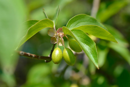 Cornelian cherry unripe fruit and leaves - Latin name - Cornus mas