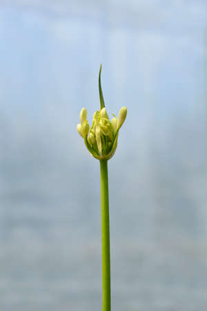 African Lily Amourette White flower buds - Latin name - Agapanthus Amourette Whiteの写真素材
