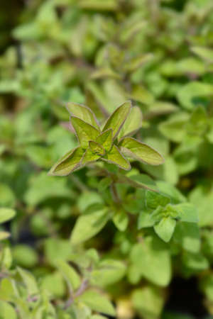 Common marjoram leaves - Latin name - Origanum vulgareの写真素材