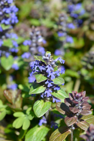 Bugle Multicolor flowers - Latin name - Ajuga reptans Multicolorの写真素材