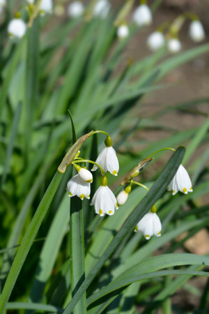 Spring snowflake - Latin name - Leucojum vernumの写真素材
