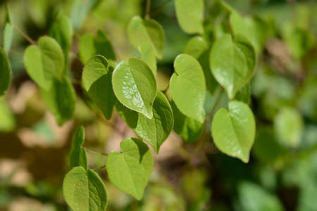 Alpine barrenwort leaves - Latin name - Epimedium alpinum