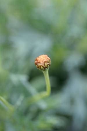 White Marguerite daisy flower bud - Latin name - Argyranthemum frutescensの写真素材