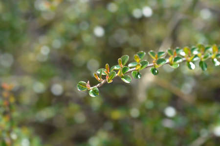 Rock cotoneaster branch - Latin name - Cotoneaster horizontalis
