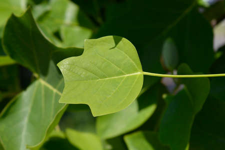 Tulip tree leaves - Latin name - Liriodendron tulipiferaの写真素材