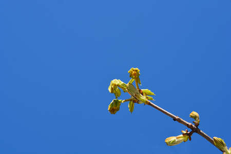 Common horse chestnut branch with leaf buds - Latin name - Aesculus hippocastanum