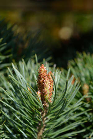 Scots pine Chantry Blue - Latin name - Pinus sylvestris Chantry Blue