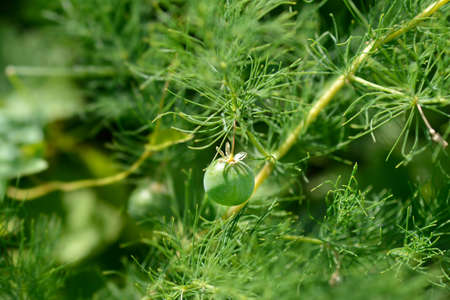 Narrow-leaved asparagus unripe fruit - Latin name - Asparagus tenuifoliusの写真素材