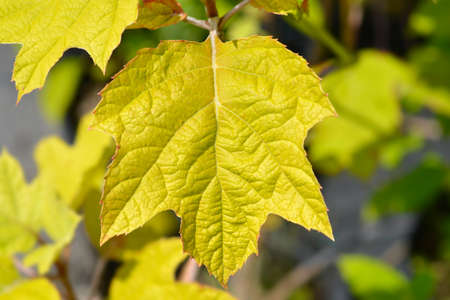 Oakleaf hydrangea leaves - Latin name - Hydrangea quercifolia