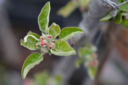 Apple Green Sensation flowers - Latin name - Malus domestica Green Sensation