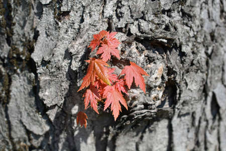 Silver maple new leaves - Latin name - Acer saccharinum