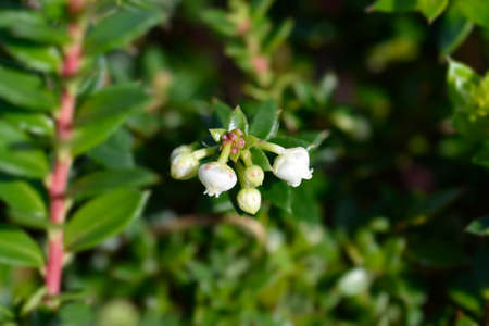 Prickly heath white flowers - Latin name - Gaultheria mucronata (Pernettya mucronata)の写真素材