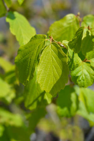 Witch Hazelleaves - Latin name - Hamamelis * intermedia
