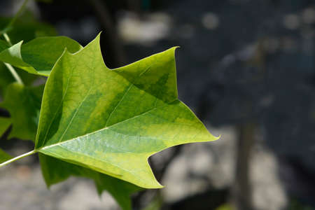 Tulip tree Aureomarginatum leaves - Latin name - Liriodendron tulipifera Aureomarginatum
