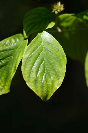 Flowering Dogwood Cherokee Chief leaves - Latin name - Cornus florida Cherokee Chief