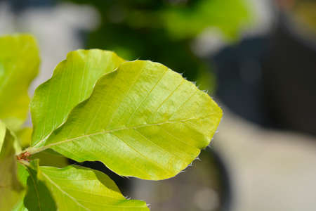 Beech Dawyck Gold leaves - Latin name - Fagus sylvatica Dawyck Gold