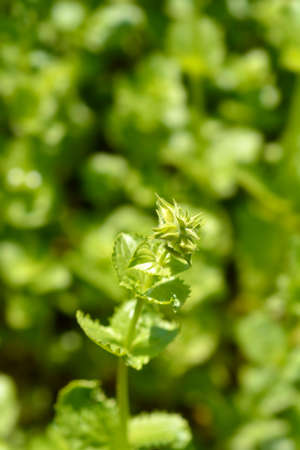 Yellow monkey flower bud - Latin name - Mimulus luteus (Erythranthe lutea)の写真素材