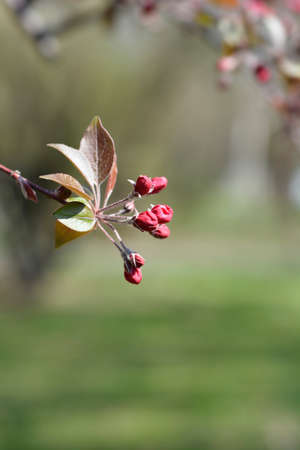 Crabapple flowers - Latin name - Malus x purpureaの写真素材