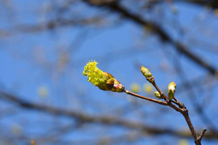 Norway maple branch with flowers - Latin name - Acer platanoides