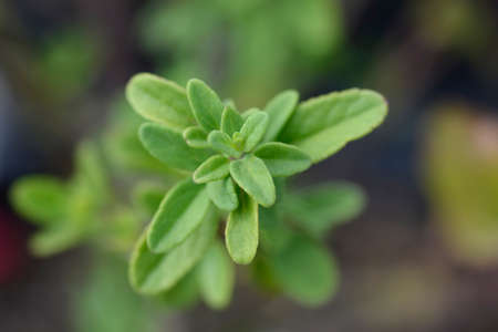 Baby sage Red Velvet leaves - Latin name - Salvia microphylla Red Velvet