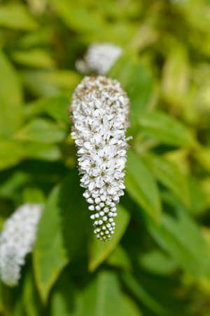 Gooseneck loosestrife - Latin name - Lysimachia clethroidesの写真素材