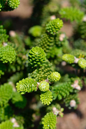 Korean Fir - Latin name - Abies koreanaの写真素材