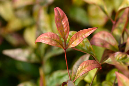 Heavenly bamboo Fire Power leaves - Latin name - Nandina domestica Fire Powerの写真素材