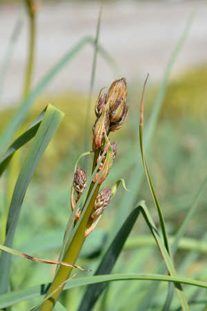 Summer Asphodel flower buds - Latin name - Asphodelus aestivus
