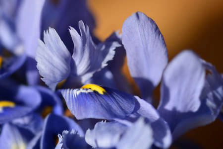 Iris Alida flowers - Latin name - Iris reticulata Alidaの写真素材