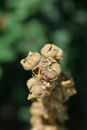 Common hollyhock seeds - Latin name - Alcea roseaの写真素材