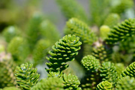 Korean Fir - Latin name - Abies koreanaの写真素材