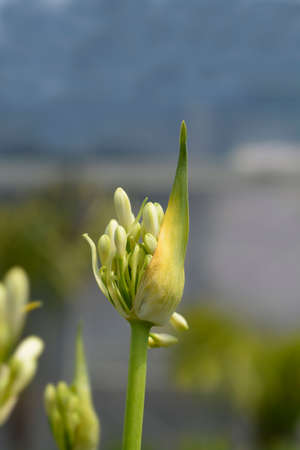 African Lily Amourette White flower buds - Latin name - Agapanthus Amourette White