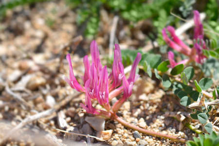 Illyric Montpellier Milk Vetch - Latin name - Astragalus monspessulanus subsp. illyricus