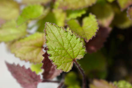 Bellflower Campanello Red leaves - Latin name - Campanula x hybrida Campanello Red