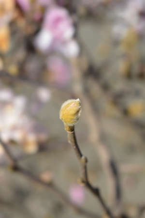 Star magnolia flower bud - Latin name - Magnolia stellata