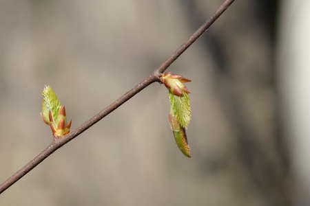 Common hornbeam branch with new leaves - Latin name - Carpinus betulus
