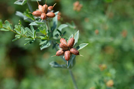 Hairy canary clover seeds - Latin name - Dorycnium hirsutumの写真素材