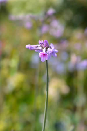 Society garlic flowers - Latin name - Tulbaghia violaceaの写真素材