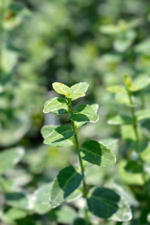 Wintercreeper Emerald Gaiety leaves - Latin name - Euonymus fortunei Emerald Gaietyの写真素材