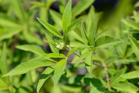 Chaste tree leaves and flower buds - Latin name - Vitex agnus-castus