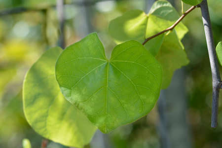 Texas White Redbud leaves - Latin name - Cercis canadensis var. texensis Texas White