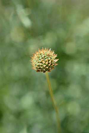 Bristly Yellow Cephalaria seed head - Latin name - Cephalaria flavaの写真素材