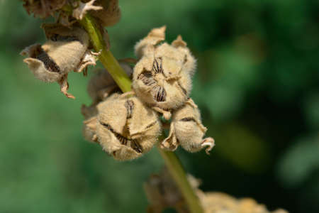 Common hollyhock seeds - Latin name - Alcea roseaの写真素材